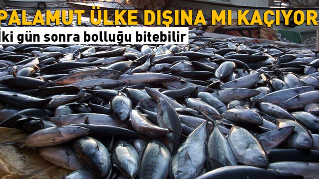 Palamut Gürcistan`a Kaçabilir Uyarısı!