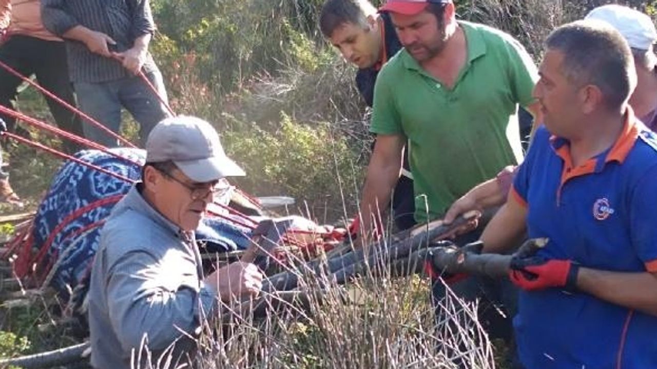 Gebe İneği Sedyeyle 1 Kilometre Taşıdılar
