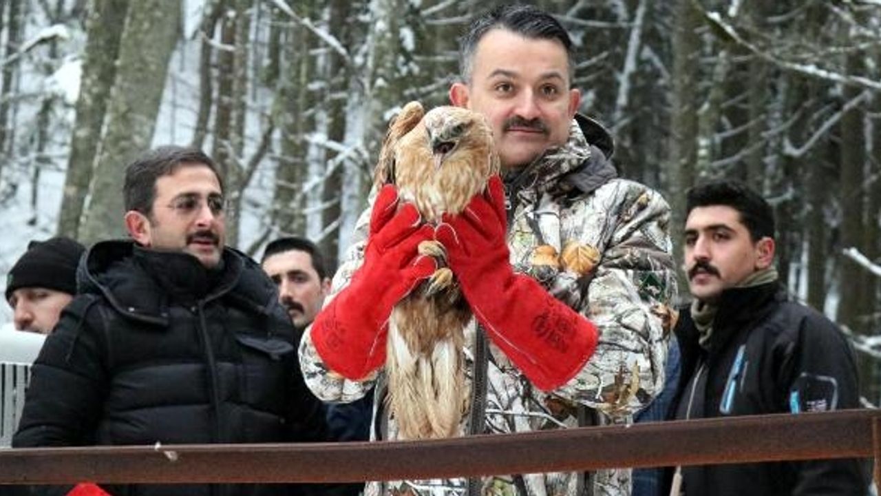Tedavisi Tamamlanan Hayvanlar Doğaya Salındı
