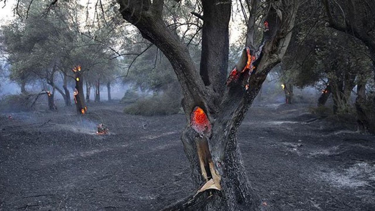 Gelibolu Yarımadası'ndaki Orman Yangını Kontrol Altına Alındı