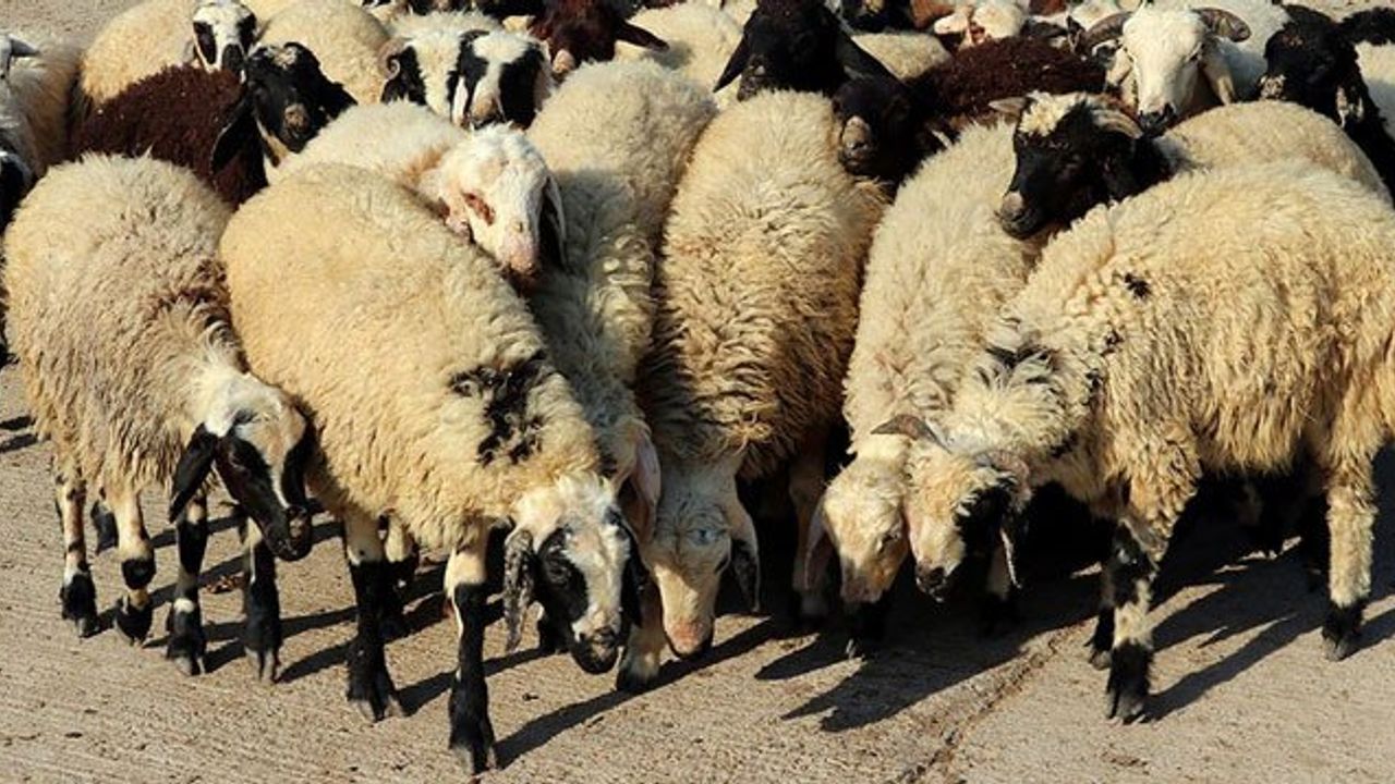 Tarım ve Orman Bakanlığı'ndan 'Kurban Rehberi'