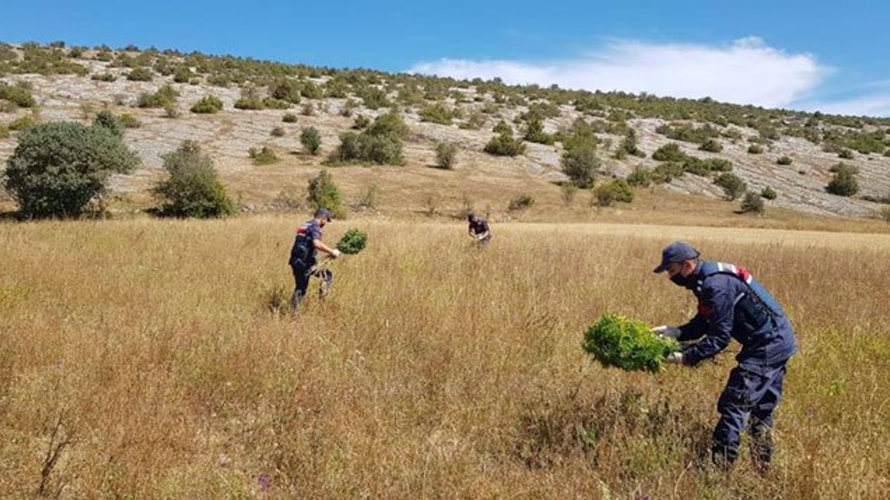 2 Bin 200 Kök Kenevir Ele Geçirildi