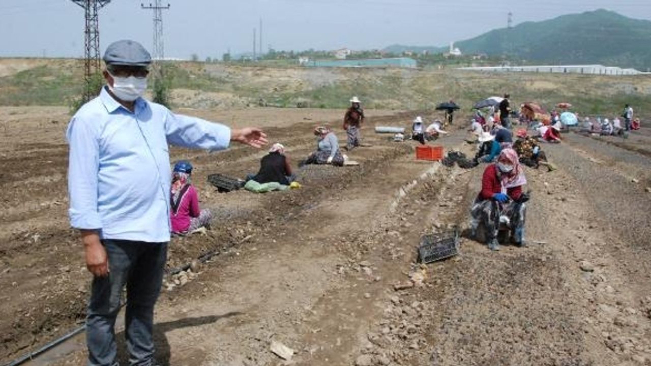 Kiraladığı Kamu Arazisini Lavanta Bahçesine Çevirdi