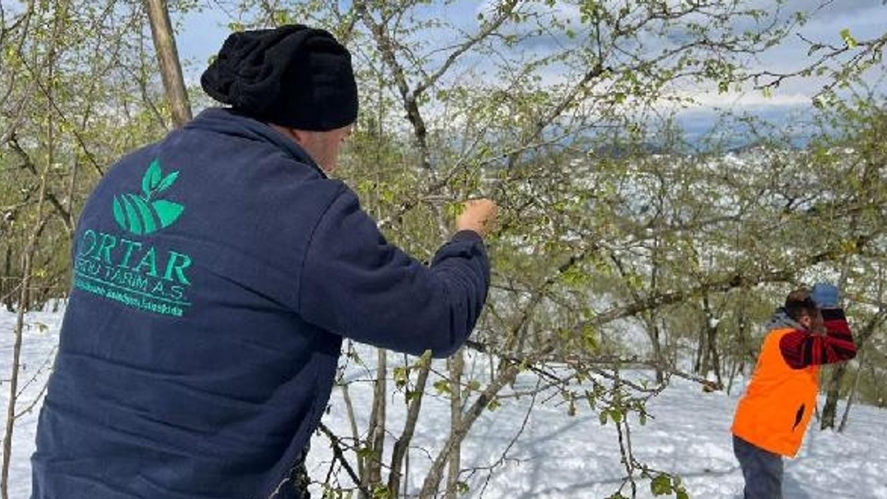 Kar ve Soğuk Hava Sonrası Fındıkta Zarar Tespiti