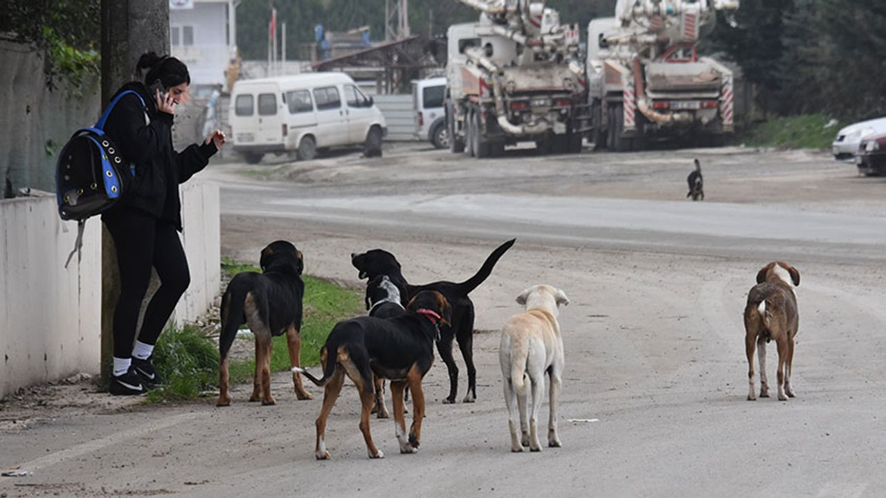 Rize'de Sahipsiz Köpek Sayısı 14 Bine Ulaştı