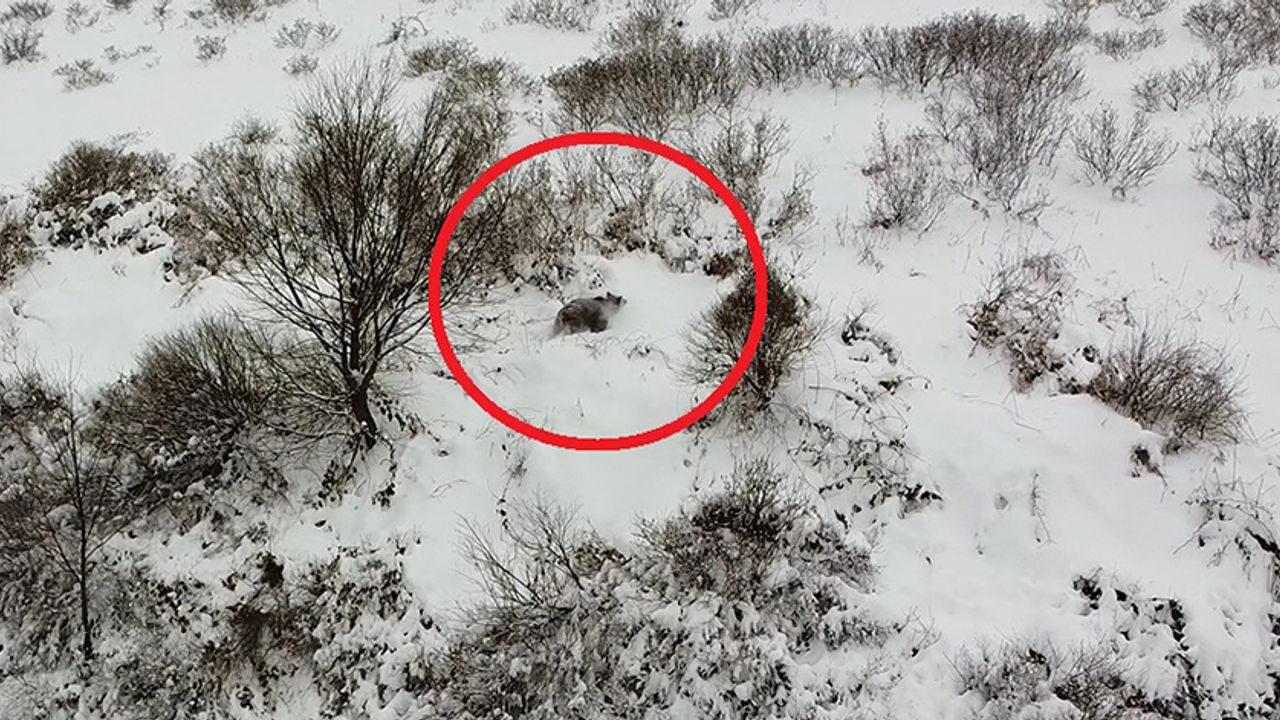 Kış Uykusuna Yatamayan Ayı, Dronla Görüntülendi