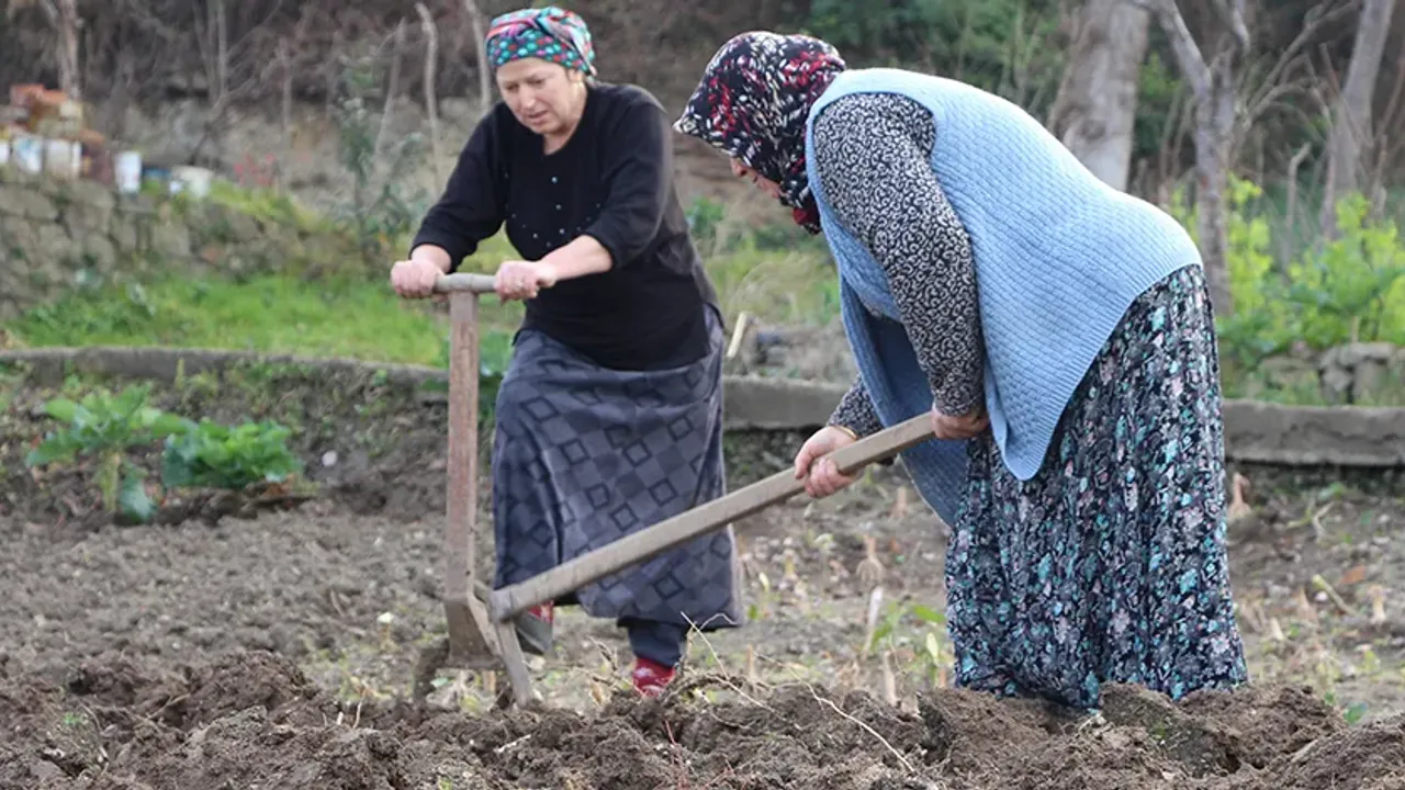 Karadeniz'de Gençler Tarlaya Girmiyor   