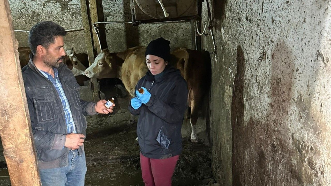 Giresun’da Şap Alarmı