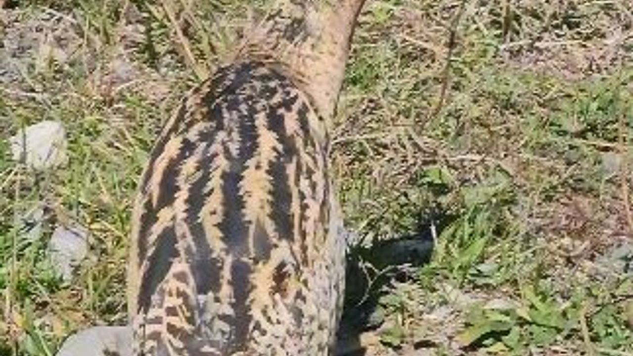 Nesli Tükenmekte Olan Güney Amerika Balabanı Artvin’de Görüldü