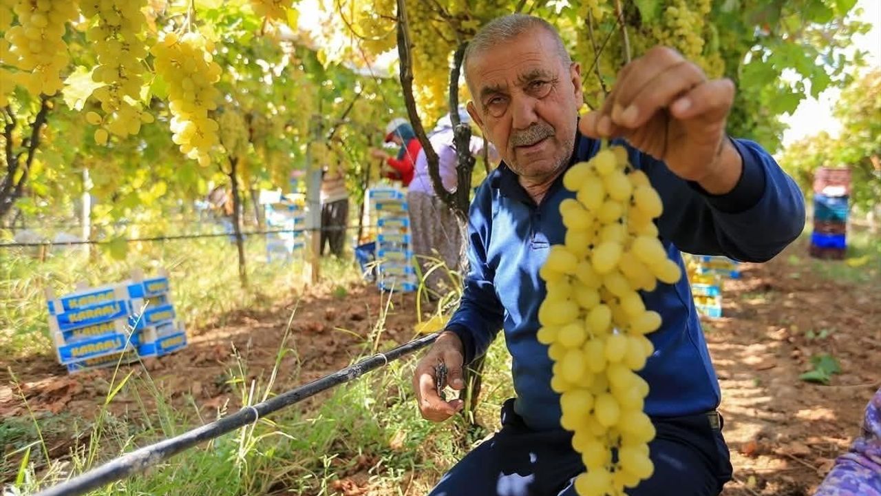 Üzüm Fiyatlarındaki Düşüş Üreticileri Tedirgin Etti
