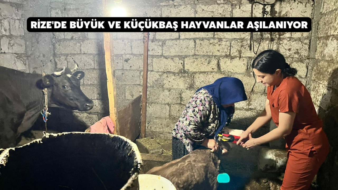 Rize'de Büyük ve Küçükbaş Hayvanları İçin Aşılama Çalışmaları