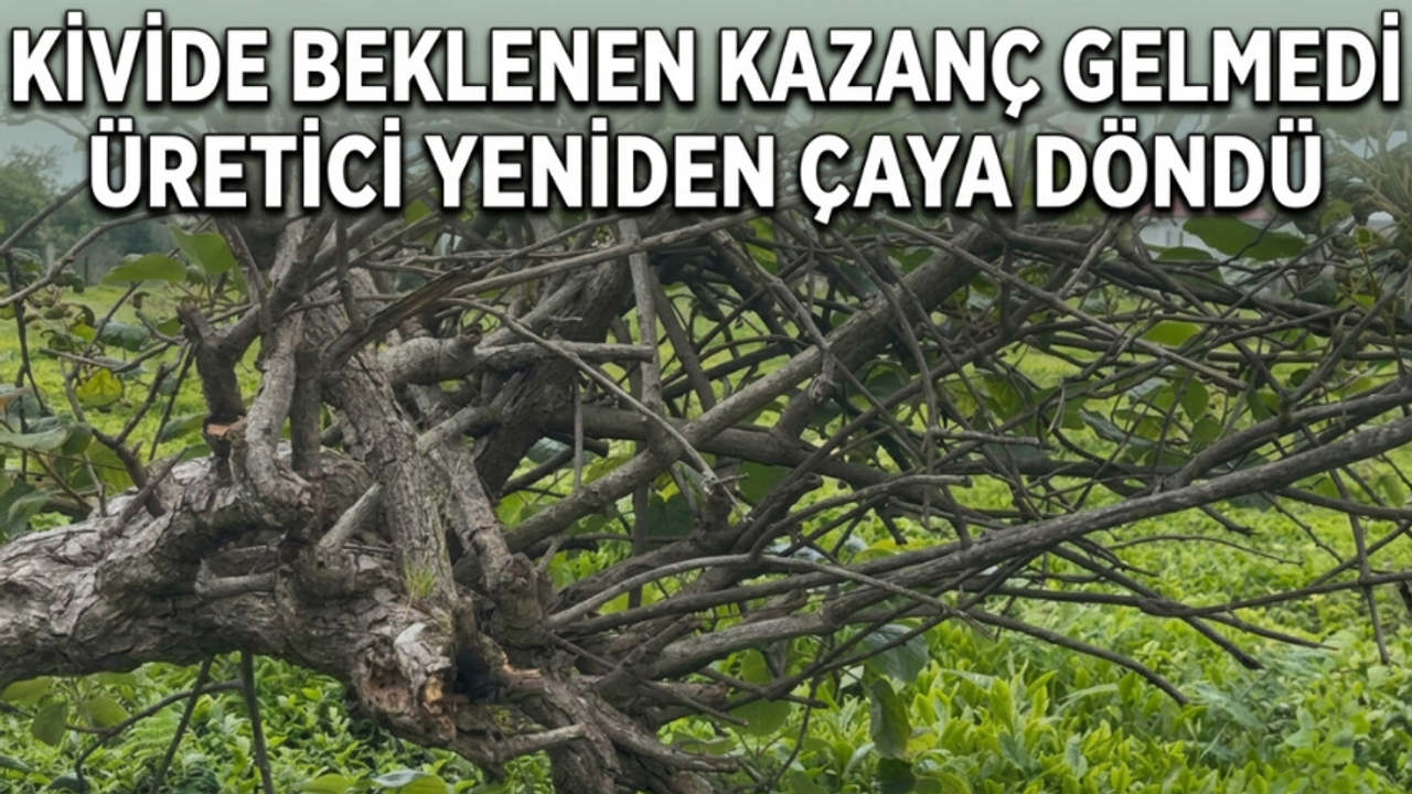 Kivide Beklenen Kazanç Gelmedi, Üretici Yeniden Ça