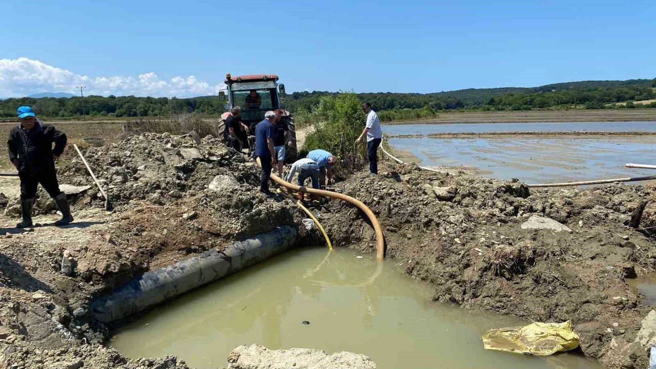 Sinop'ta sulama hattı patladı, çeltik üreticisi tepki göster