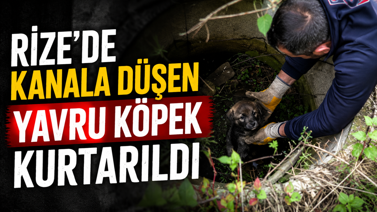 Rize'de Kanala Düşen Yavru Köpek Kurtarıldı