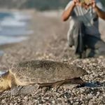 153 Bin Yavru Caretta Caretta Denizle Buluştu