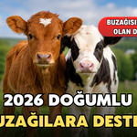 Buzağısı 4 Aylık Olan Dikkat! 2026 Doğumlu Buzağılara Destek