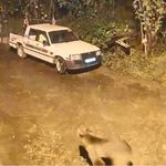 Artvin'de Evin Kapısına Gelen Ayı Kamerada
