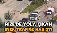 Rize'de Yola Çıkan İnek, Trafiğe Karıştı