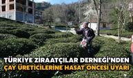 Türkiye Ziraatçılar Derneği’nden Çay Üreticilerine Hasat Öncesi Uyarı