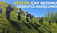 Rize’de Çay Sezonu Coşkuyla Karşılandı