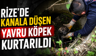 Rize'de Kanala Düşen Yavru Köpek Kurtarıldı