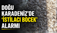 Doğu Karadeniz'de 'İstilacı Böcek' Alarmı