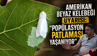 Amerikan Beyaz Kelebeği Uyarısı: "Popülasyon Patlaması Yaşanıyor"