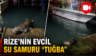 Rize'de Denizde Görüldü! Aile "Tuğba" İsmini Verdi