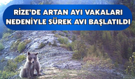 Rize'de Artan Ayı Vakaları Nedeniyle 2 Bölgede Sürek Avı Başlatıldı
