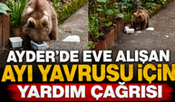 Ayder'de Eve Alışan Ayı Yavrusu İçin Yardım Çağrısı: