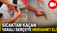 Sıcaktan Kaçan Yaralı Serçeye Merhamet Eli
