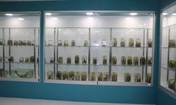 Rize`de 350 Farklı Türü Barındıran Balık Müzesi Açıldı