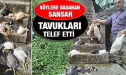 Rizede köylere dadanan sansar tavukları telef etti
