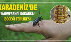 Karadeniz`de `Kahverengi Kokarca` Böceği Tehlikesi