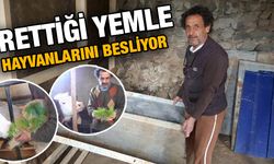 15 metrekarelik odada ürettiği yemle, hayvanlarını besliyor