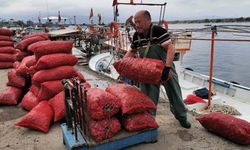 Balıkçılar Deniz Salyangozuna Yöneldi