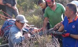 Gebe İneği Sedyeyle 1 Kilometre Taşıdılar
