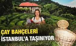 Rize'den İstanbul'a Çay Bahçesi