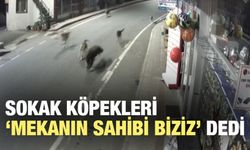 İlçe Merkezine İnen Ayıyı, Sokak Köpekleri Kovaladı