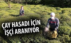 Çay Hasadında Kazanç Var, İşçi Yok