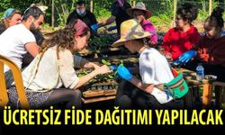 Fındıklı'da Ücretsiz Fide Dağıtımı