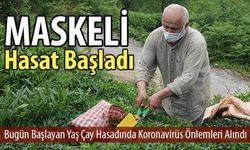 Doğu Karadeniz’de Yaş Çay Hasadı Başladı