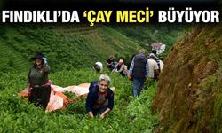 Fındıklı'da 'Çay Meci' Kapsamında Hasat Sürüyor