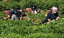 Ordulu Fndık Üreticileri Çay Hasadına Başladı