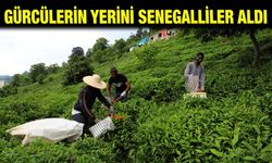 Çay Hasadını Senegalli Arkadaşlarıyla Yaptı