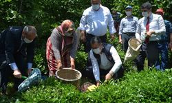 Ordu'da Çay Üretim Alanları Artırılacak