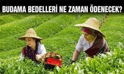 ÇAYKUR'dan Yaş Çay Budama Bedelleri Açıklaması