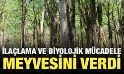 Türkiye'nin En Yaşlı Şimşir Ormanlarından İyi Haber