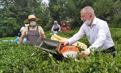 Artvin'de Çay Hasadına Yerli İş Gücü Desteği