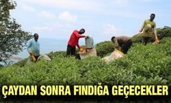 Afrikalı Öğrenciler Çay Hasadı Yapıyor